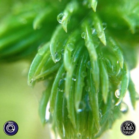 รูปสวยๆเมื่อฝนมาเยือน ขอบคุณรีวิวสวยๆจากคุณJeawมากเลยค่ะ  ประเภทเลนส์ Macro (normal)