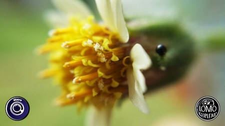 มาโครครับผม ถ่ายจาก Note2 By Kosin Pornchaiprasit  ประเภทเลนส์ Macro (normal)