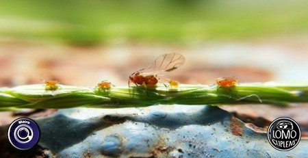 มาโครครับผม ถ่ายจาก Note2 By Kosin Pornchaiprasit  ประเภทเลนส์ Macro (normal)