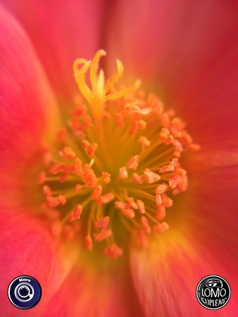 ขอบคุณรีวิวจากคุณ bua45  ประเภทเลนส์ Macro (normal)