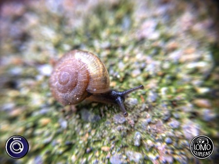 Keep walking  ประเภทเลนส์ Macro (normal)