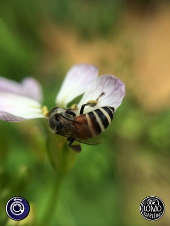 ผึ้งน้อย  ประเภทเลนส์ Macro (normal)