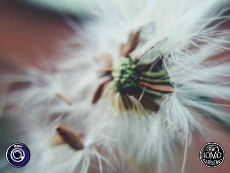 วินเทจ  ประเภทเลนส์ Macro (normal)