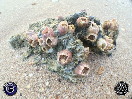 ทริปชุมพร  ประเภทเลนส์ Super Wide 0.4x