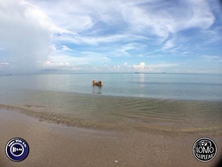 หมาทะเล ทริปชุมพร  ประเภทเลนส์ Super Wide 0.4x