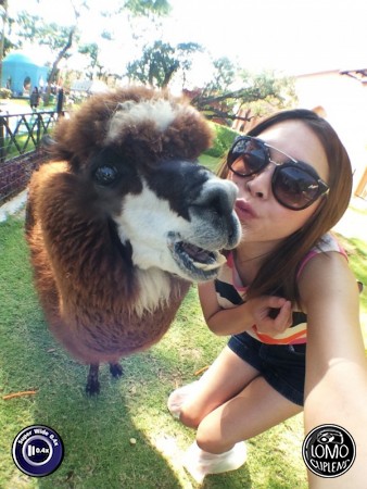 มา มา มาจุ๊ฟทีนึง ฮ่าๆๆ อัลปาก้าหน้าเหวอเลย  ประเภทเลนส์ Super Wide 0.4x