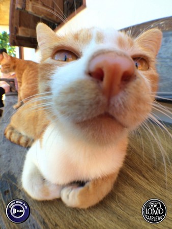 ฟุ๊ดๆฟิ๊ดๆ  ประเภทเลนส์ Super Wide 0.4x