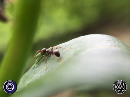 มดตัวน้อยตัวนิด  ประเภทเลนส์ Macro (normal)