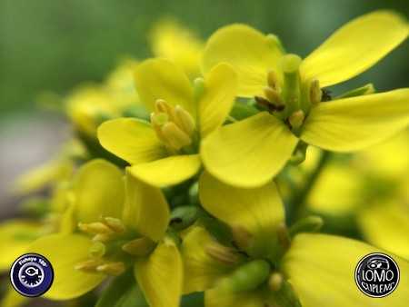 เหลืองอร่าม  ประเภทเลนส์ Fisheye 180°