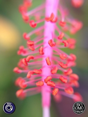 ขอบคุณรีวิวสวยๆ จากคุณ Oho_jyjy  ประเภทเลนส์ Macro (normal)