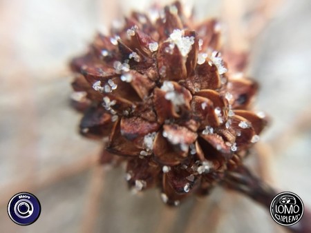 ขอบคุณรีวิวสวยๆ จากคุณ Kwan  ประเภทเลนส์ Macro (normal)